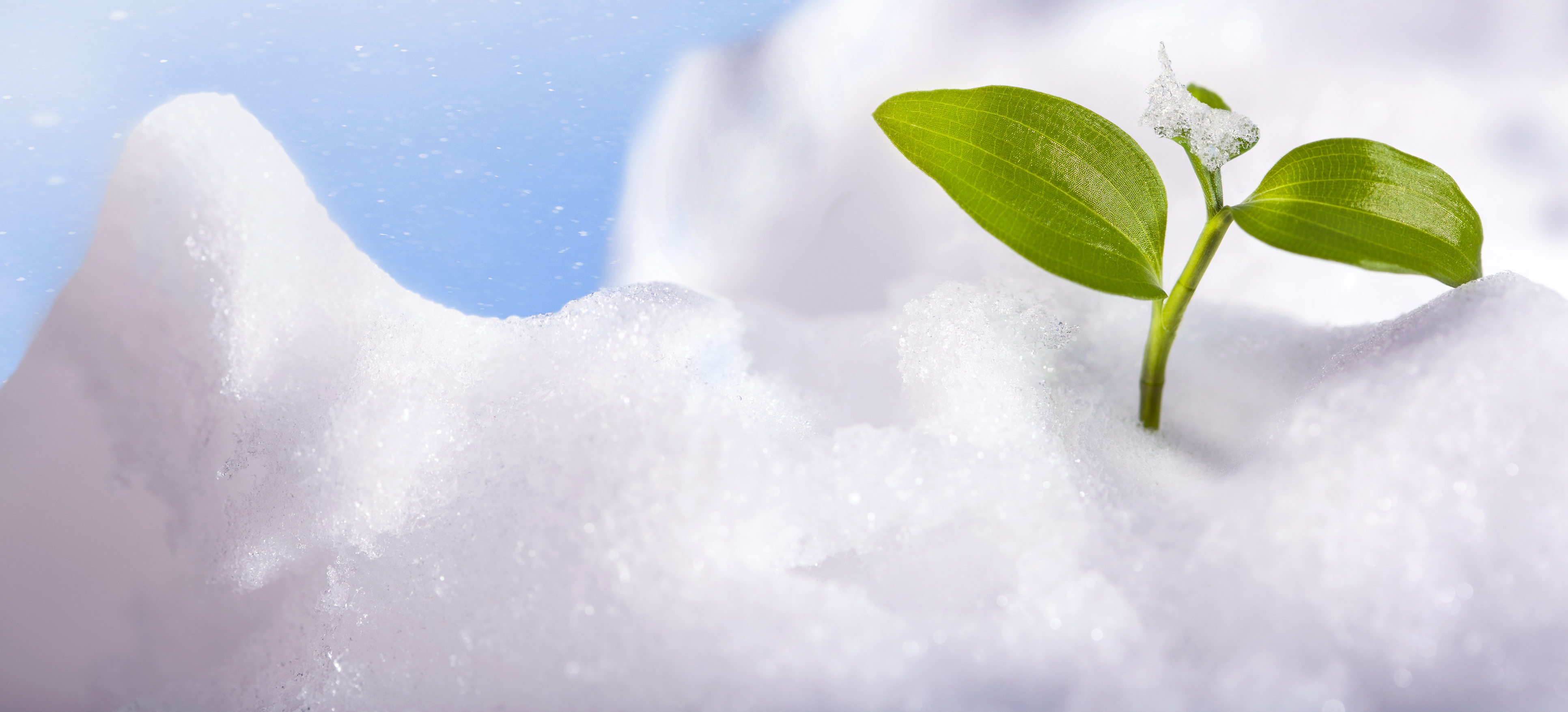 Photo of saplings growing from snow